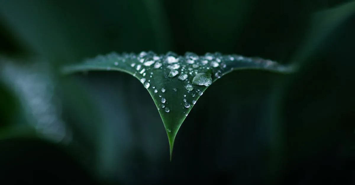 découvrez un conseil naturel efficace pour atténuer les vergetures et révéler la beauté de votre peau en toute simplicité.